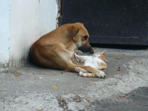 9-Fauna-Como-perros-yGatos-02