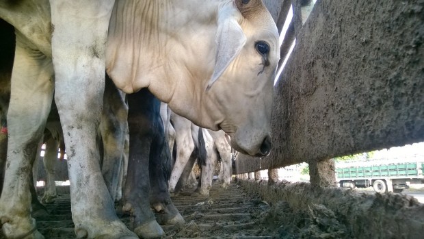 Despedida vacuna en La Guamita